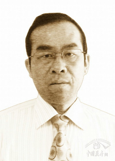 肥西小规格乔木供不应求 色块苗降幅大 