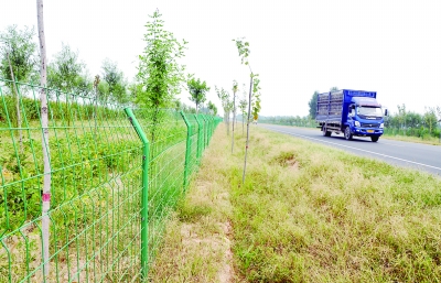 　馆陶县神农大道两旁筑起的防护网，将公路、绿化带和农户耕地进行了三隔离