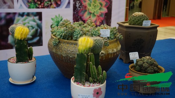 2017中国嵊州花木采购大会精品盆栽展