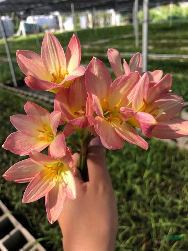 花色典雅的风雨兰‘处女座’.jpg