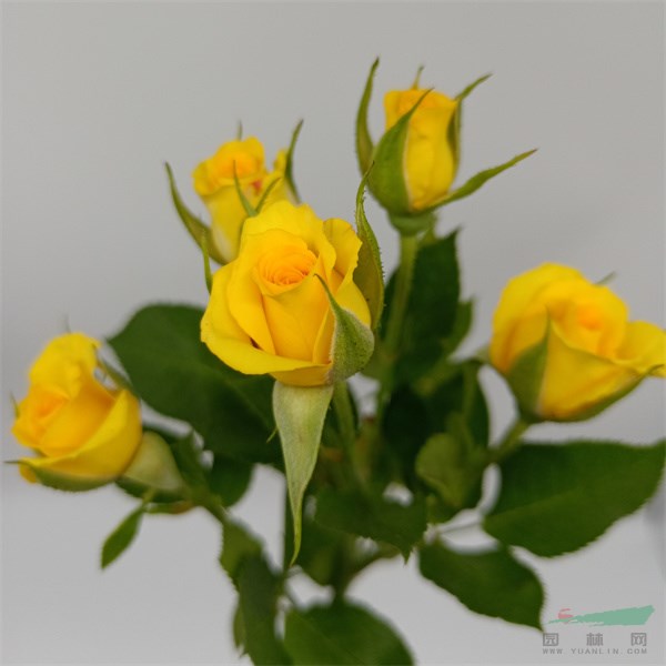 多头玫瑰品种‘梦幻芭比’ (1) - 复件.jpg