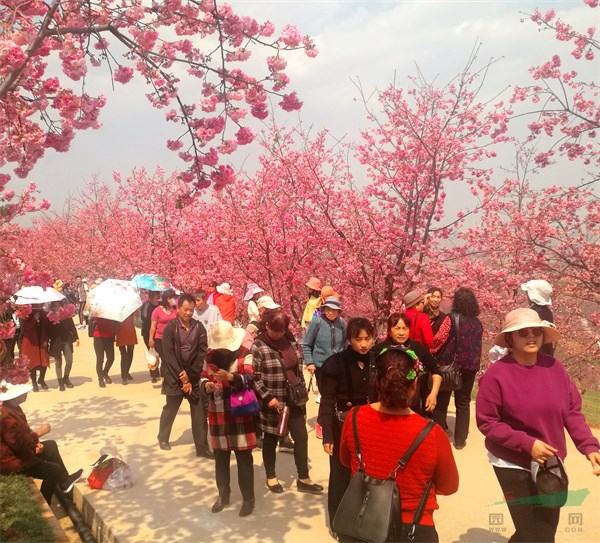 树树樱花花团锦簇，赏花游客人流如织 (1).jpg