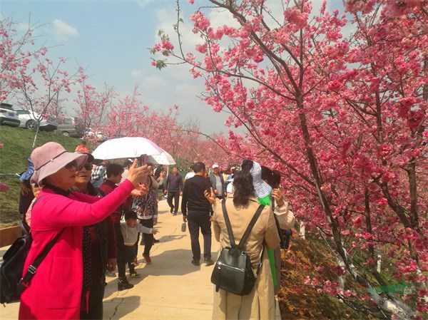 树树樱花花团锦簇，赏花游客人流如织 (2).jpg