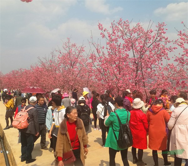 树树樱花花团锦簇，赏花游客人流如织 (3).jpg