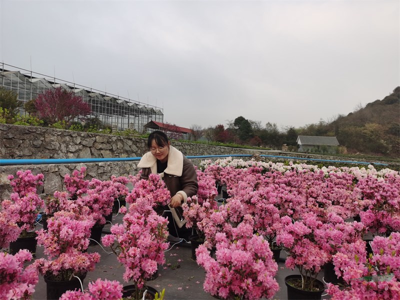 汇境花卉科技园规模化、标准化培植的高山杜鹃花开正好 .jpg