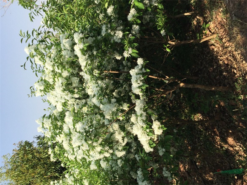 苗圃种植的流苏满树繁花1.jpg