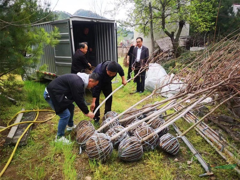 鲁成代捐赠的五小叶槭.jpg