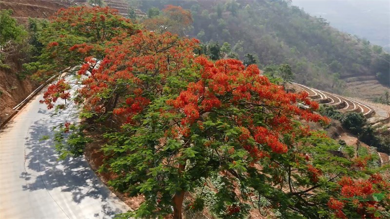 游客在凤凰花树下赏花拍照.jpg