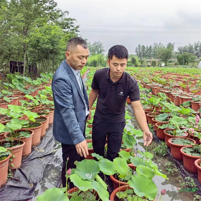 蔡良运在观察荷花开花情况.jpg