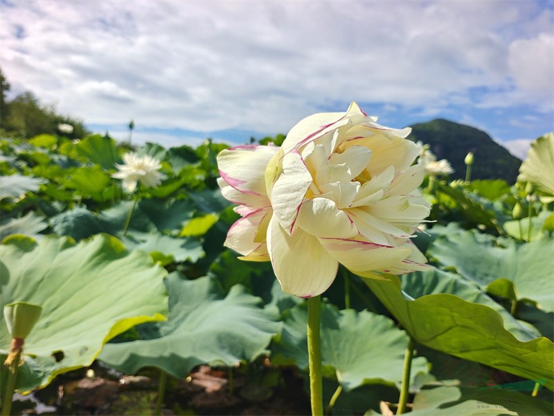 同柄异花“洒锦”双色并蒂莲（李皓岚拍摄）.jpg