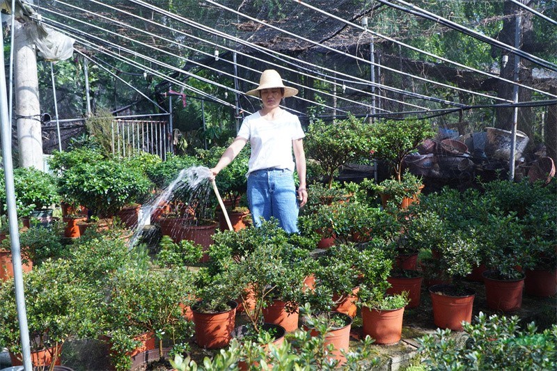 胡萍香正在为杜鹃花浇水 - 复件(3).jpg