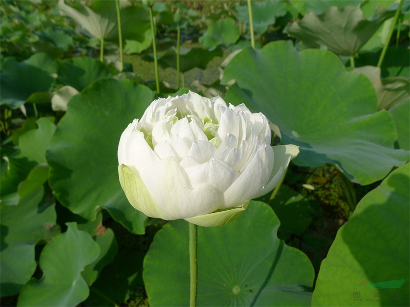 武汉植物园解析亚洲莲花色调控机制