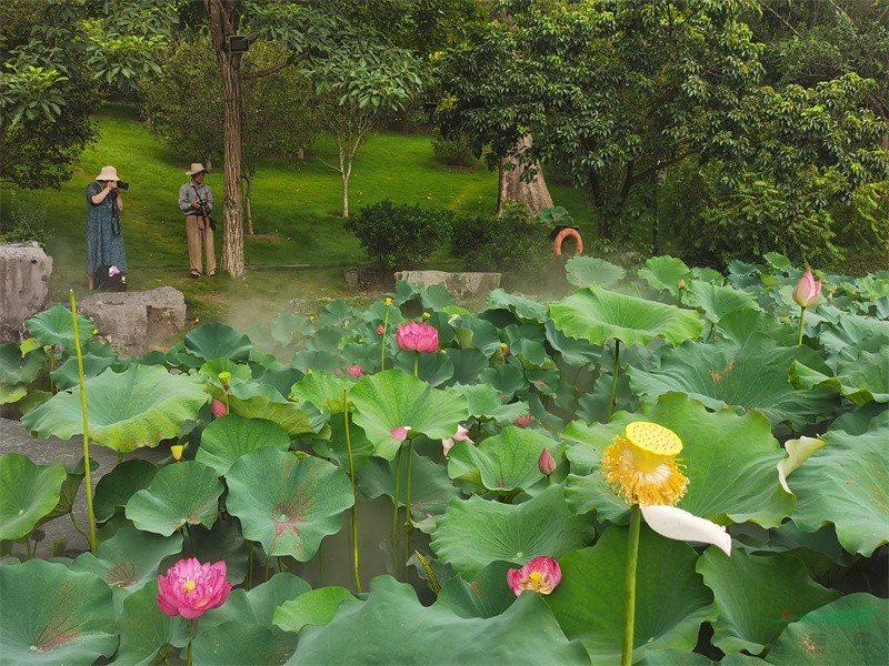 满塘荷花呈现“接天莲叶无穷碧，映日荷花别样红”的夏日美景.jpg