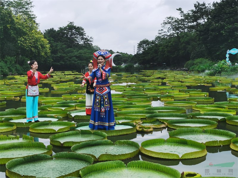 身着民族服饰的清纯少女在王连叶片上演唱民歌.jpg