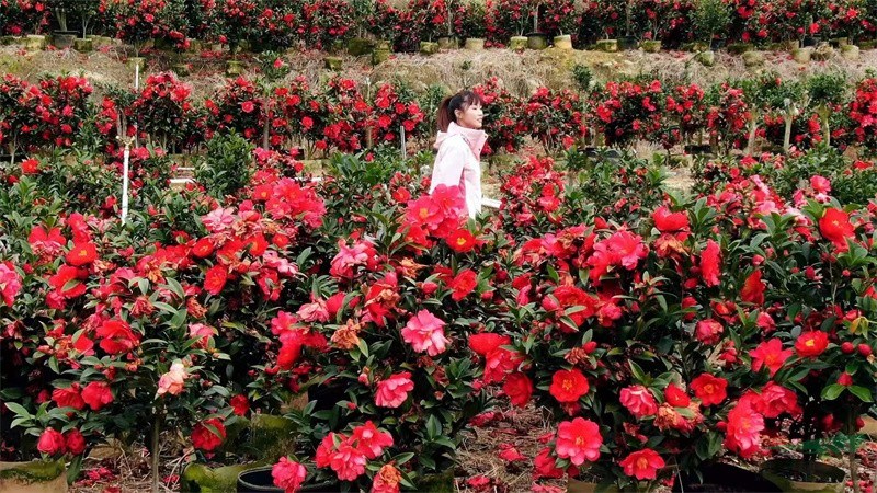 花朵繁密、花色鲜红的四季茶花新品种‘瑰丽迎夏’花开正好.jpg