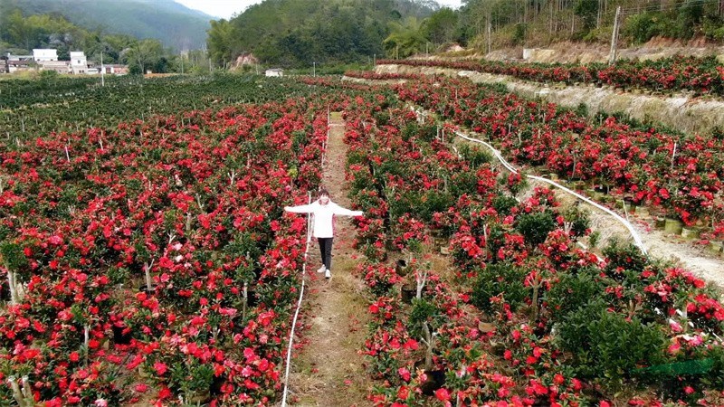 规模化生产培植的四季茶花新品种‘瑰丽迎夏’1.jpg