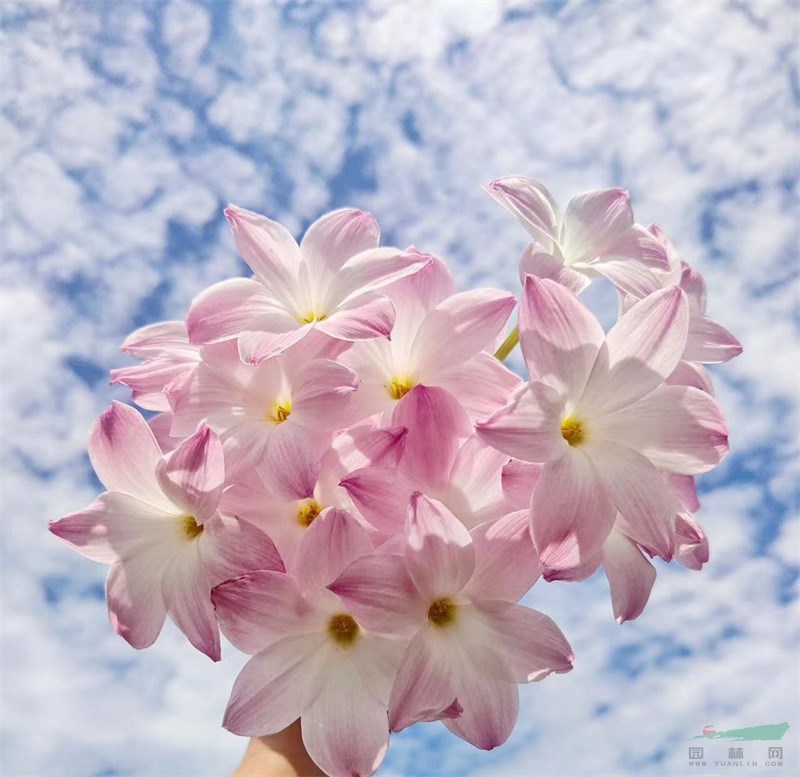 花色粉嫩娇艳的风雨兰‘胖丽丽’.jpg