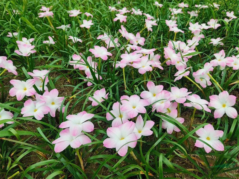 花朵繁密的风雨兰‘胖丽丽’.jpg