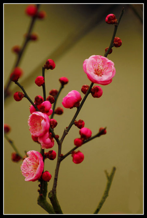 三圣乡的梅花