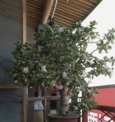 浙江:天台市民种植的盆栽玉树罕见开花(图)