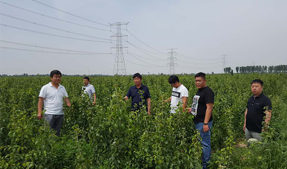 河北衡水  百万彩叶豆梨迎秋市