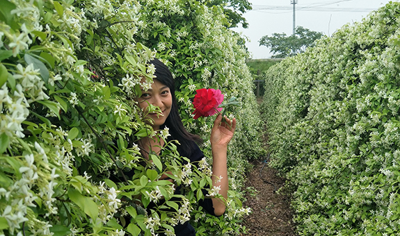 意大利络石，优秀观赏价值的庭院美人香