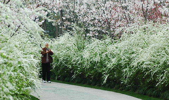 喷雪花热销背后的白色系花木市场