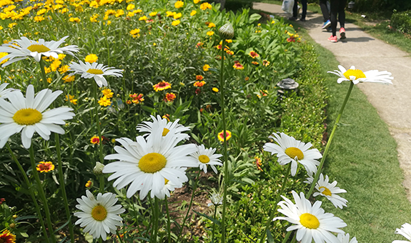 【胡语】花，到底是什么？