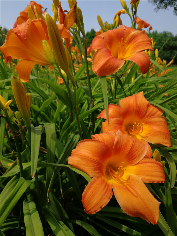 萱草,百合科萱草属植物,其拉丁学名中的"hemerocallis",在希腊语中是