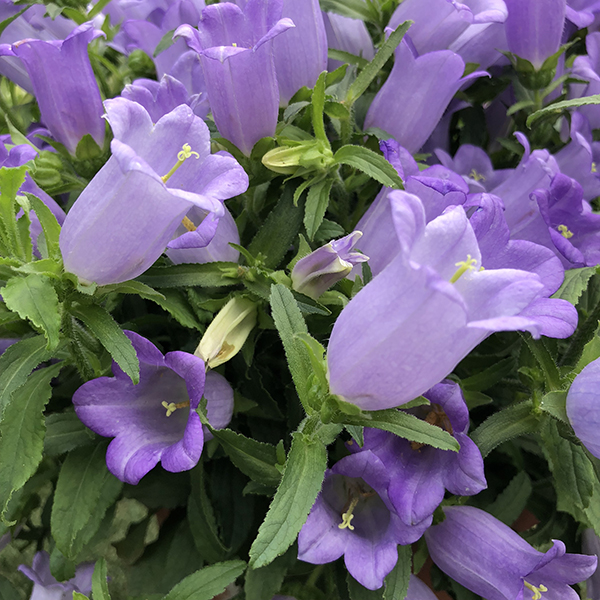 最喜欢的淡紫色(图1至图4)请欣赏我种植的风铃草.
