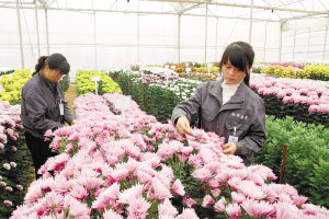 嵩明成日本进口菊苗最大供应基地