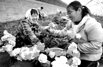 山东滨州建千余亩的花卉观光农业基地