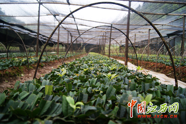 为使企业、大户“留得住,搞得活”,上犹县创新推行“五统一分”(即统一流转、统一开发、统一供苗、统一种植、统一技术和分户管理)开发模式,提高规模化种植水平。图为育苗基地。