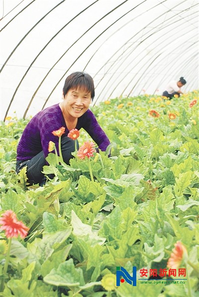 汤阴县韩庄乡引导农民创办花卉基地 鲜花铺就致富路