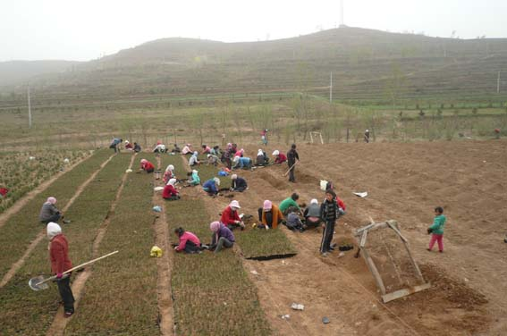宁夏泾源县大山子苗木基地,农民正在紧张而忙碌地劳作。