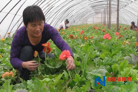 韩庄乡小光村欣怡花卉专业合作社迎来开门红