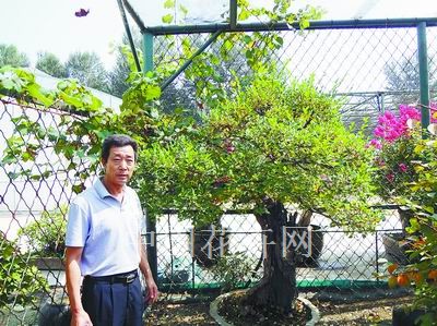 周国梁：创新是盆景艺术的生命