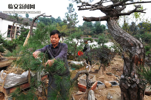 王金富：种花莳草 陶冶情操