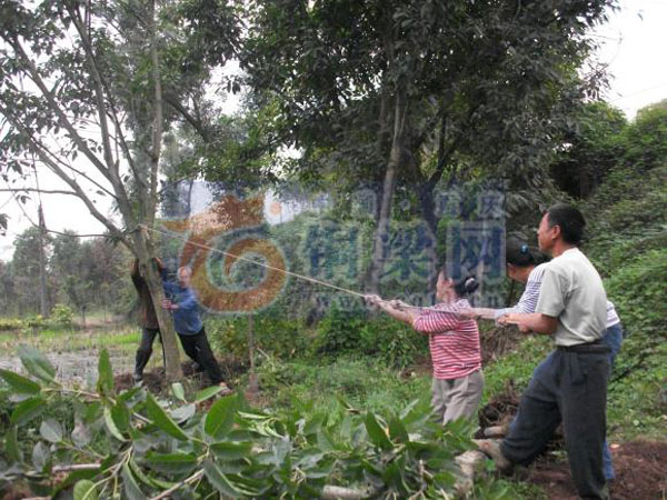 张世华：带动乡邻种花木 共同富裕改变生活