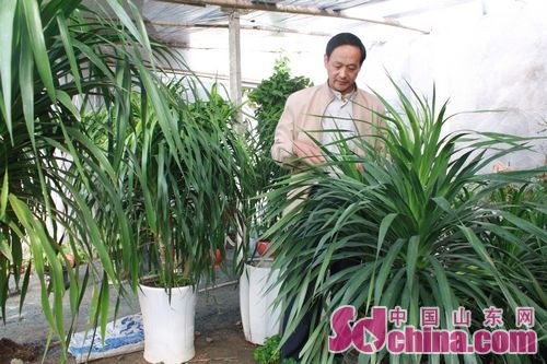 临沭农民：科学种植大棚花卉走上增收致富路