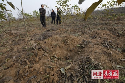 ■如果这1500来棵核桃树苗没有被盗挖，十多天后，它们将能卖大约1万元