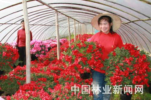 江西：杜鹃花铺就兴国致富路