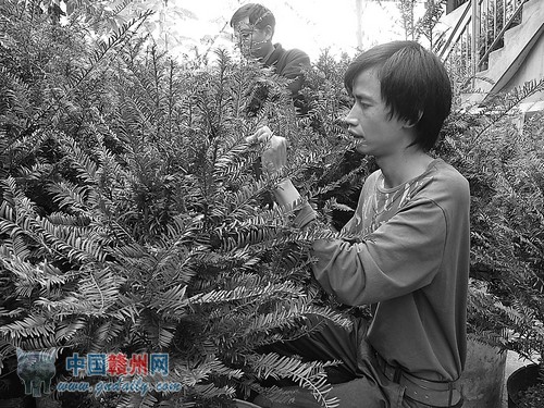 图为罗京文在修剪红豆杉。