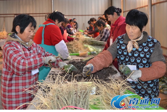 工人们把苗木的根用介质土裹上，外面用塑料纸包扎好。