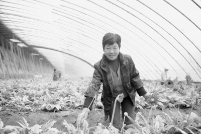 山东德州：鲜花铺就致富路