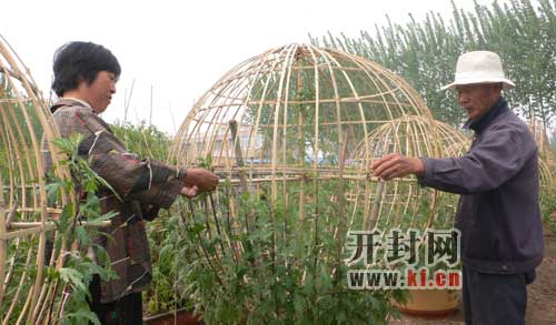 河南开封花农发展高档盆景菊