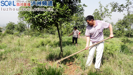 周希华夫妇为花木锄草、除虫