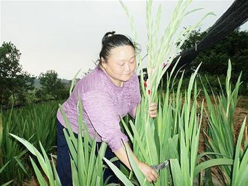 龙启凤：种花走上致富路