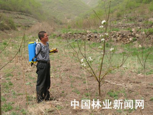 范文志:独臂农民 栽树成就新闻人物
