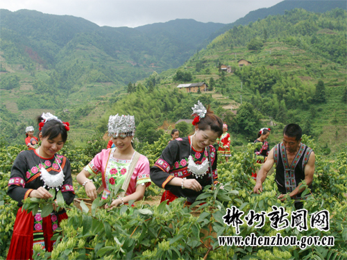 湖南：汝城瑶乡遍开“致富之花”